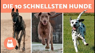 Die Top 10 SCHNELLSTEN HUNDERASSEN der Welt 🐶⚡ Welche ist die SCHNELLSTE?