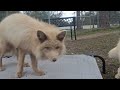 rescued foxes enjoying new life sienna vaszary elvis and delphinus