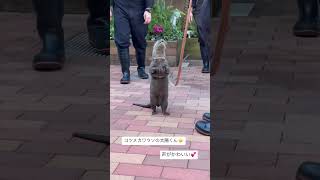 #マクセルアクアパーク品川 #コツメカワウソ #カワウソショー #かわいい #声もかわいい