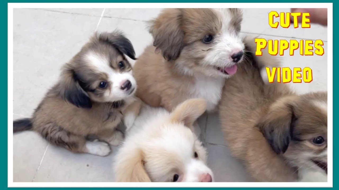 Cute Puppies Video Compilation 2 Dogs Puppies Youtube