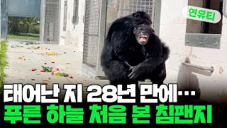 [지구촌톡톡] 태어난 지 28년 만에…푸른 하늘 처음 본 침팬지 外