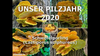 Unser Pilzjahr 2020 - Schwefelporling, Chicken of the Woods, Laetiporus sulphureus