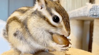 アリスさん はじめてのどんぐり 🐿