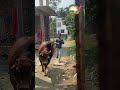 পাগলা গরুর দৌড় cow bull animals cowlover