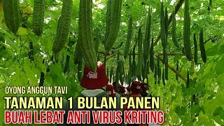 Gambas Anggun Tavi F1,Buah Lebat Anti Virus Kriting