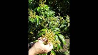 Lychee Flowering Update 04092016