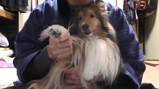 【可愛いシェルティ】食べてはいけない　野菜編１ Cute Sheltie:The vegetables you do not eat