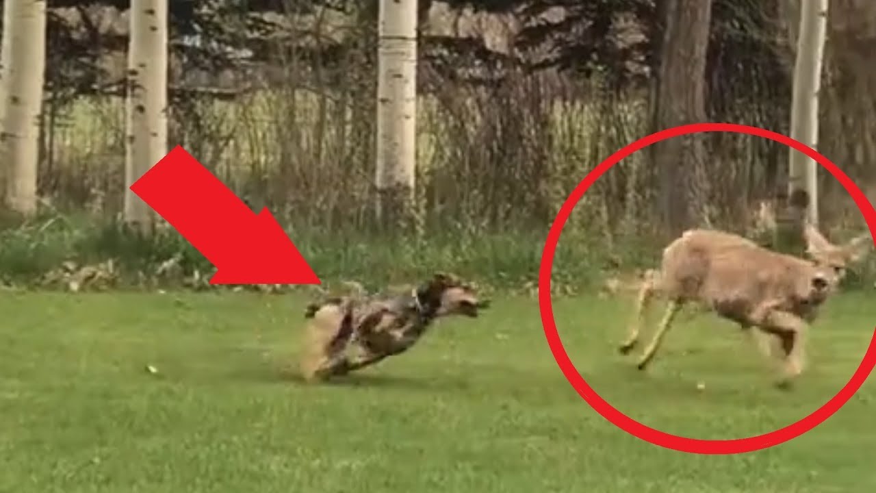 Neighborhood Dogs Kill Deer - YouTube