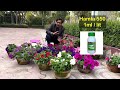 get 108 flowers in each petunia pot. nursery secret of petunia flowering