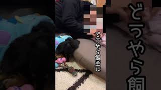 【悲報】飼主に似てしまった犬。ミニチュアダックス