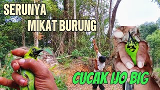 MIKAT BURUNG CUCAK IJO DI BUKIT BARISAN SUMATERA