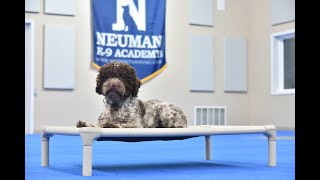 Fabi (Lagotto Romagnolo) Boot Camp Dog Training Video Demonstration