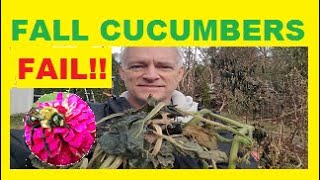 How to Grow cucumbers Late Season