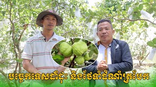 ជីធម្មជាតិ ដីមាស | ការថែទាំដំណាំត្របែក