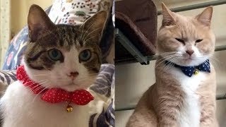 おとんの友人・酔っ払いオヤジに猫パンチするこむぎ【猫日記こむぎ＆だいず】2017 12 24