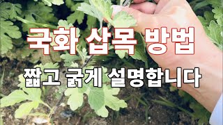 국화 삽목 꺾꽂이 하는 방법을 쉽게 설명 합니다 국화꽃 키우는 방법 국화꽃 종류 꽃 색깔별로 설명합니다