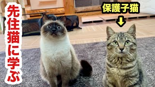 里親さんが決定するまで先住猫とお勉強する子猫タラちゃん