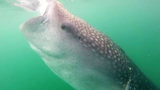 S/V Adventurer - Ep 49 - The Steinbeck Canyon and a Whale Shark