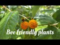 Bee friendly plants to grow in your garden | How to attract more bees | Roses | Salvia & much more