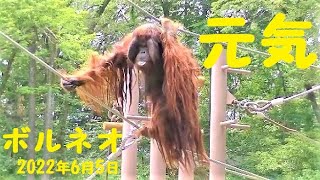 櫓を行き来する元気なボルネオ君　オランウータン　多摩動物公園　No90-2　438　10：21～