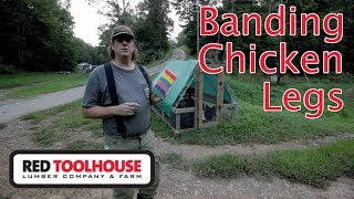 Ep167: Banding Chicken Legs Cheap