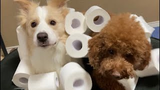 【ボーダーコリー】運動不足の愛犬とトイレットペーパーチャレンジ！