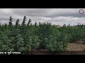 भांग की खेती कैसे करे लाइसेंस के लिये कैसे अप्लाई करे संपूर्ण जानकारी hemp farming