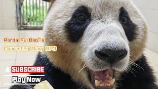 Panda Fu Bao’s Quarantine Diary EP3 | iPanda