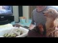 たこ焼きだ～‼ソースの香りに大興奮のダックスフンド‼【dachshund】