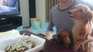 たこ焼きだ～‼ソースの香りに大興奮のダックスフンド‼【dachshund】