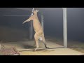 kanku the kangaroo kicks his boxing bag