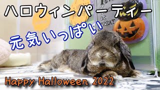 【うさぎ】ハッピーハロウィン2022☆飾り物に警戒！破壊！【ホーランドロップ】#83