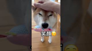 笑顔に癒される！毎日幸せを運んでくれる柴犬🐕　#柴犬　#犬　#かわいい犬 #癒し　#shorts