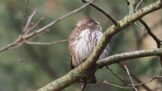 Sóweczka (Galucidium passerinum)