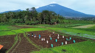 PANEN BOLED SAWAH SITU CIRENDANG KUNINGAN JAWA BARAT