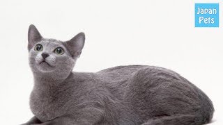 ロシアの貴族が愛した美しい猫「ロシアンブルー」の歴史と魅力 - Japan Pets