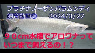 アロワナ科　プラチナノーザンバラムンディ成長記録⑩　８カ月経過　９０cm水槽でアロワナっていつまで飼える！？