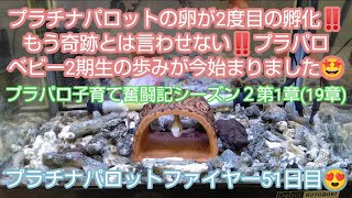 プラチナパロットが2回目の産卵‼️この種類余裕で繁殖するよ❓️(笑)