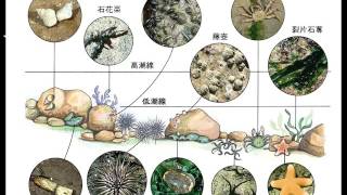 10501基礎生物ch6 3 24海洋生態系二簡