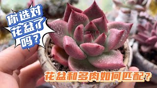 多肉和花盆的大小应该“如何选择”？选对花盆才能养出漂亮的多肉