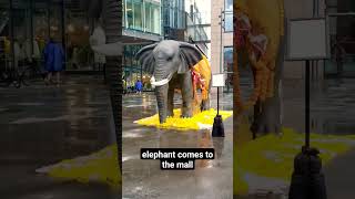elephant comes to the mall #funny #funnyvideo #trendingshorts #animal #elephant #viral