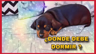 🚨 DONDE DEBE DORMIR UN CACHORRO