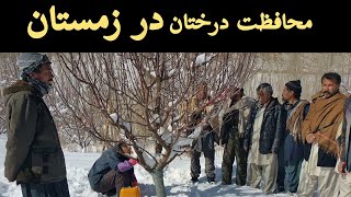 چگونه درختان میوه را از سرمای زمستان محافظت کنیم تا خشک نشود؟ | محافظت درختان در زمستان