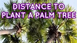 பனை விதை எத்தனை அடிக்கு விதைக்கும் வேண்டும், Distance to plant a palm seed