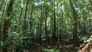 Giant Strangler fig (sister tree to the Cathedral Fig) in the endangered Mabi rainforest Australia