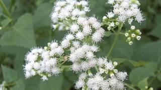 Interesting White snakeroot Facts