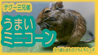 【デグー】ミニコーンが大好きなデグー三兄弟（The three degu brothers love mini cones.）