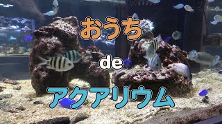 【癒し】おうちdeアクアリウム 熱帯魚ver.｜DMMかりゆし水族館