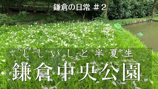 初夏の鎌倉中央公園さんぽ。ししいし登ったり半夏生を見たり｜鎌倉Vlog #2