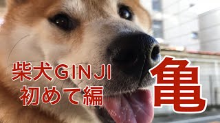 柴犬ぎんじ(GINJI)・亀と出会った秋Shibainu-GINJI